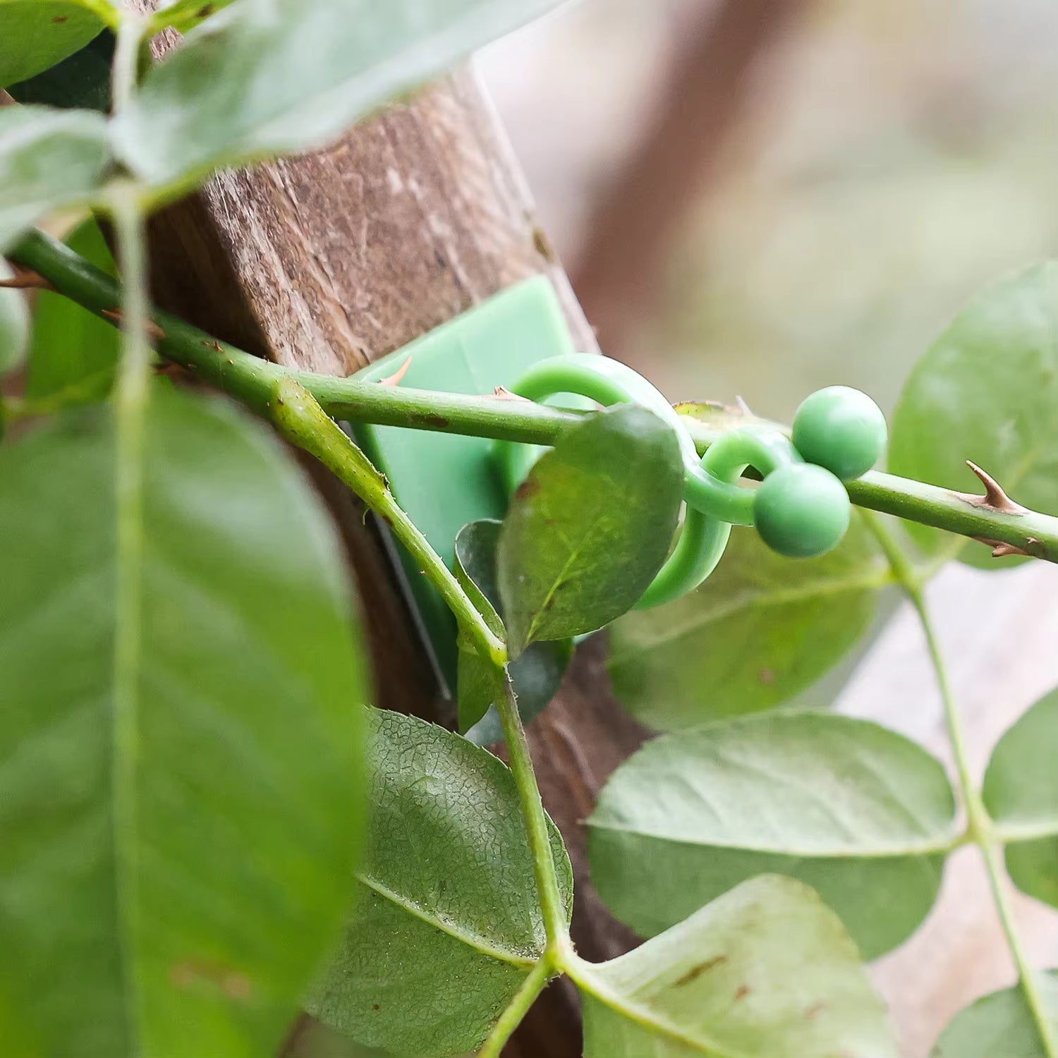 Invisible Plant Support Clips for Climbing Orchid Flower Ties